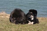 DOGUE DU TIBET 179